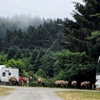 Elk River Campground ico
