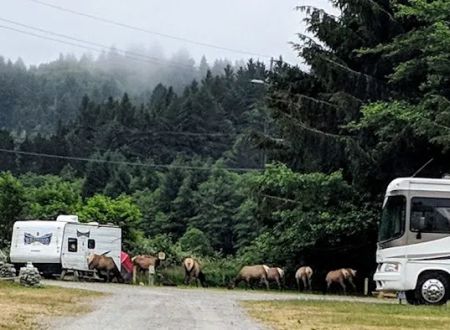 Elk River Campground
