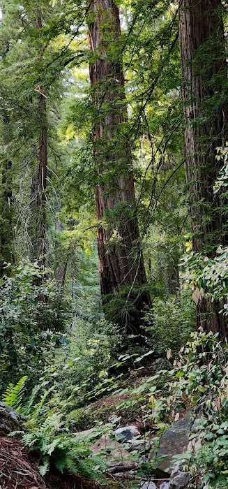 Redwood Camp Picture 10