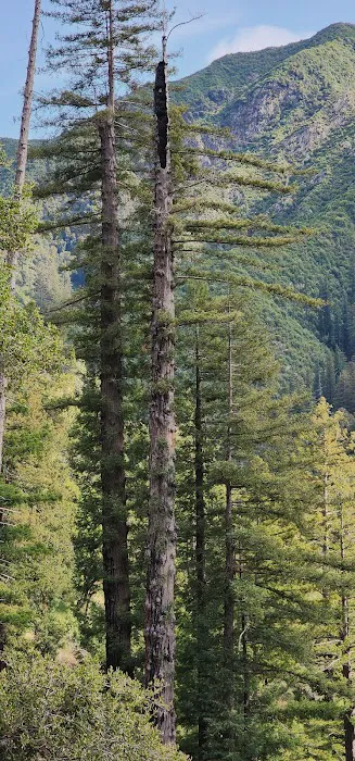 Redwood Camp Picture 6