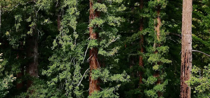 Redwood Camp Picture 4