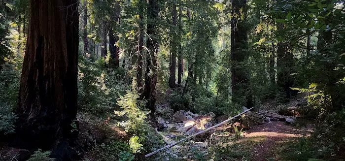 Redwood Camp Picture 3