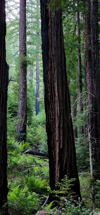 Redwood Camp Picture 8
