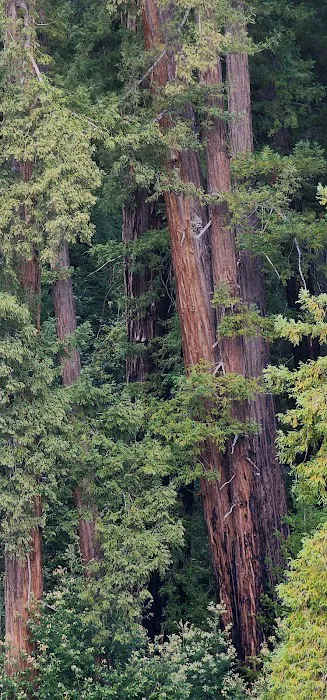 Redwood Camp Picture 7