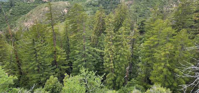 Redwood Camp Picture 9