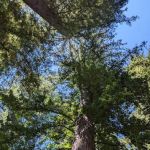 Redwood Camp