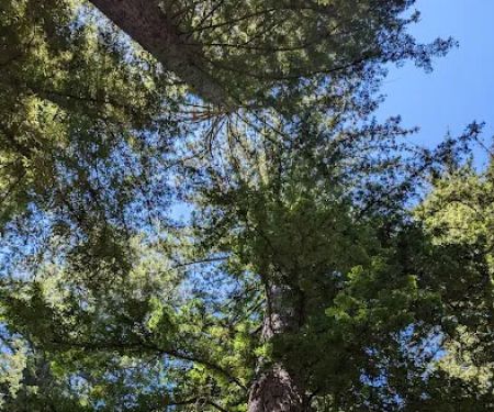 Redwood Camp