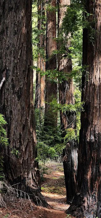 Redwood Camp Picture 5