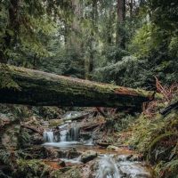 Terrace Creek Camp ico