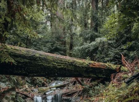 Terrace Creek Camp
