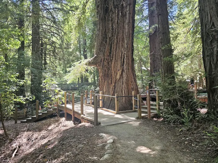 Pfeiffer Big Sur State Park Campground Picture 8