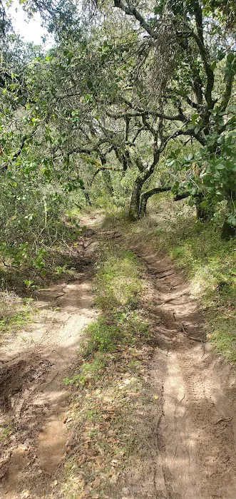 Madrone Campground Picture 9