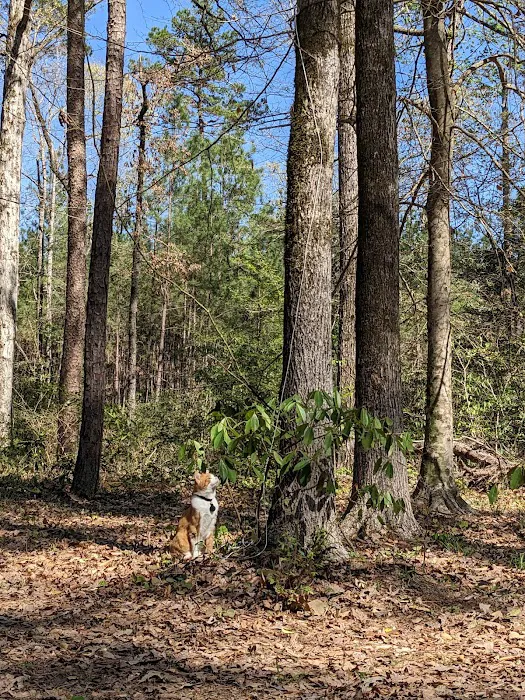 Saddle Bayou Primitive Campground Picture 6