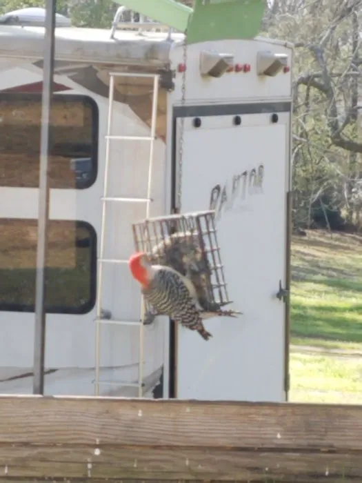 Hidden Treasure RV Resort, LLC Picture 6