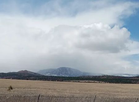 New Mexico State Forestry