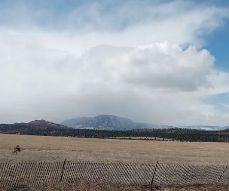 New Mexico State Forestry