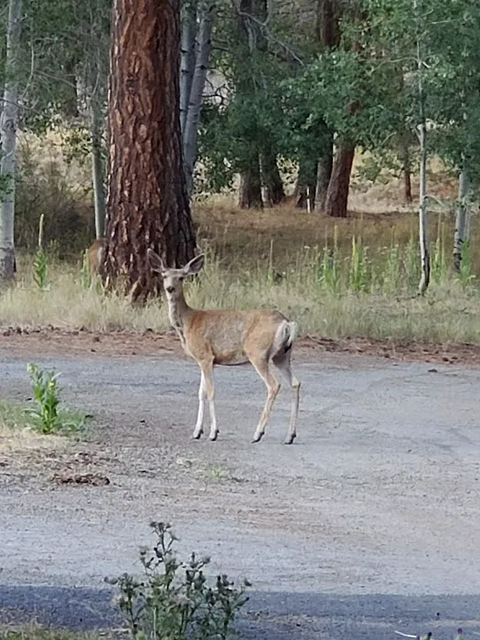 Frazier Springs Campground Picture 4