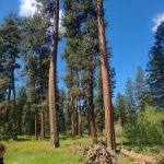 Frazier Springs Campground
