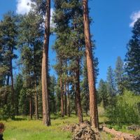 Frazier Springs Campground ico