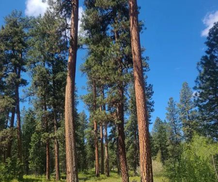 Frazier Springs Campground