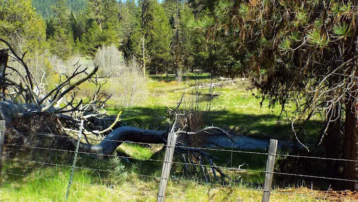 Oregon Mine Campground Picture 1