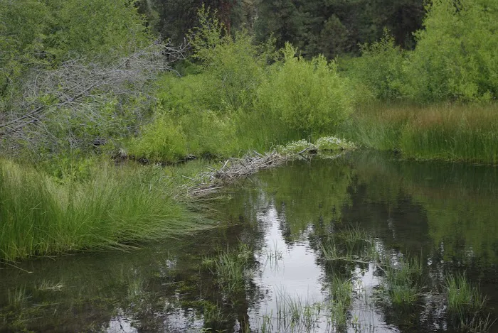 Oregon Mine Campground Picture 10