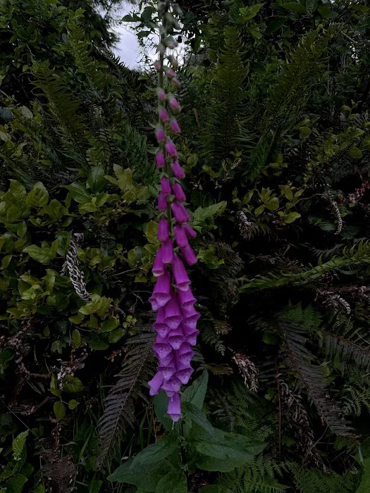 Cape Blanco Campground Picture 5