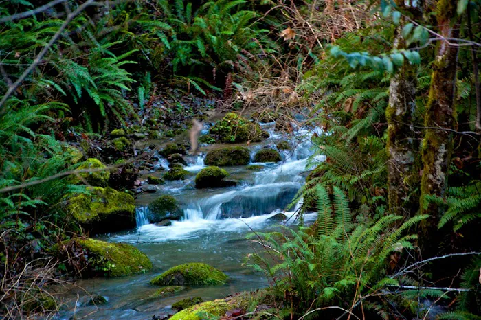 Camp Remote Picture 3