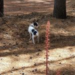 Corral Springs Campground