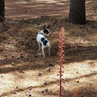 Corral Springs Campground ico