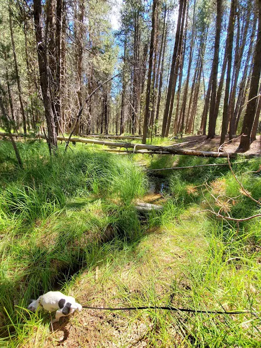 Corral Springs Campground Picture 7