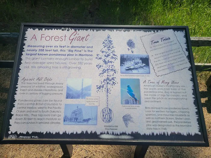 Big Pine Campground Picture 5