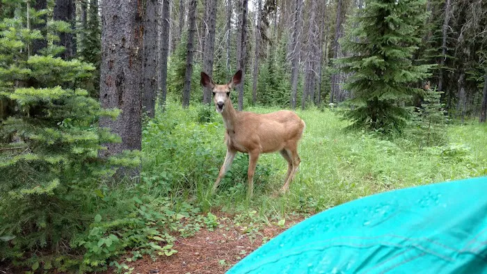 Tuchuck Campground Picture 9