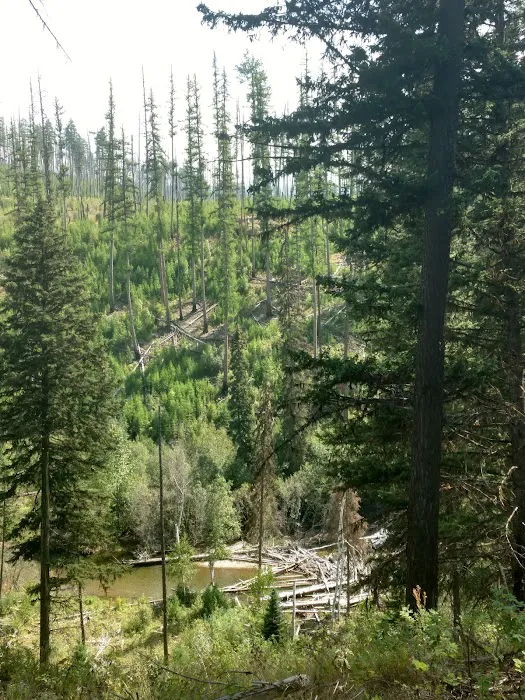 Logging Creek Campground Picture 9