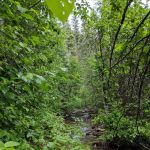 DORIS CREEK CAMPGROUND