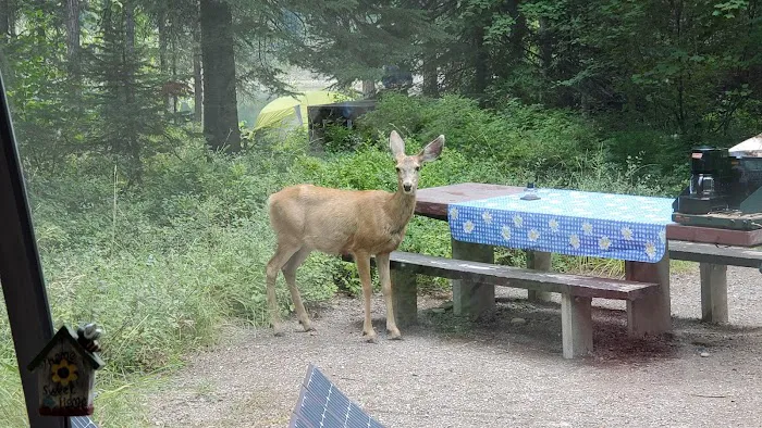 Lost Johnny Campground (recgovnpsdata) Picture 3