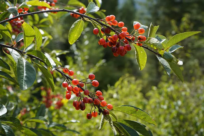 WILDERNESS GATEWAY Picture 6