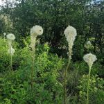 Jerry Johnson Campground