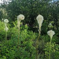 Jerry Johnson Campground ico