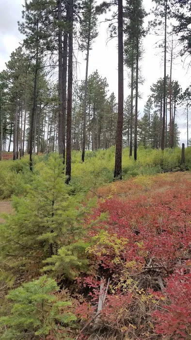 Forest Boundary Campground Picture 4