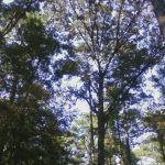 Gum Springs Horse Campground