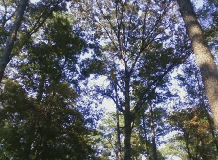 Gum Springs Horse Campground