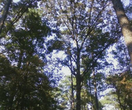 Gum Springs Horse Campground