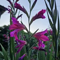PLANTAE Private Loft & Gardens ico