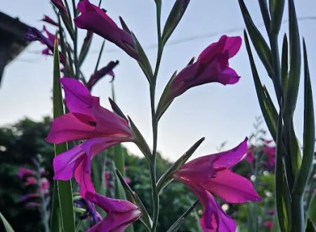 PLANTAE Private Loft & Gardens
