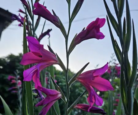 PLANTAE Private Loft & Gardens