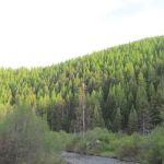 Lolo Creek Campground and Picnic Area