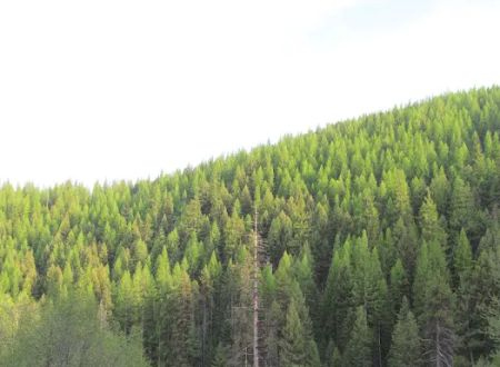 Lolo Creek Campground and Picnic Area