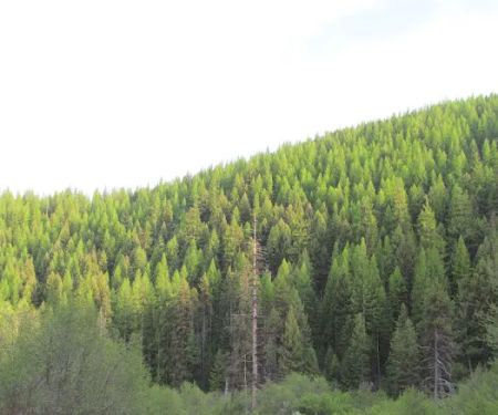 Lolo Creek Campground and Picnic Area