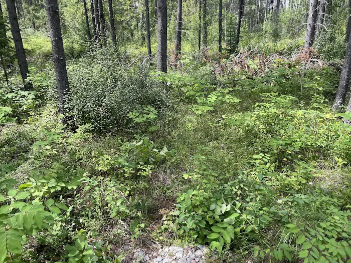 Mooseshroom Yurt Retreat and Campground Picture 6